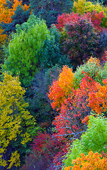 Image showing Autumn Orange Leaves 