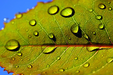 Image showing 	leaf with rain droplets