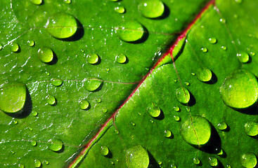 Image showing leaf with rain droplets 