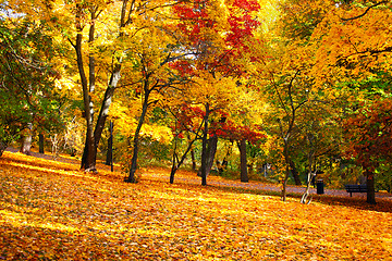 Image showing 	Autumn Leaves