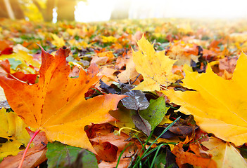 Image showing Autumn leaves