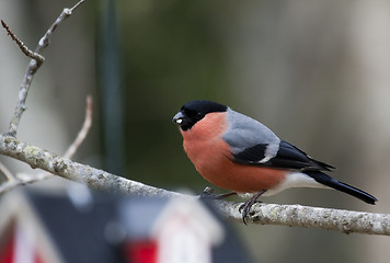 Image showing male bullfinch