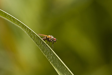 Image showing fly on straw