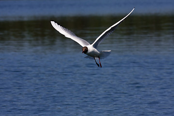 Image showing black headed gull