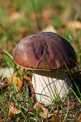 Image showing cep