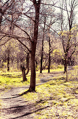 Image showing autumn garden