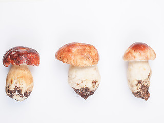 Image showing Porcini Mushroom