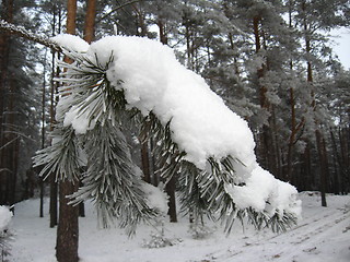 Image showing Winter landscape in the forest