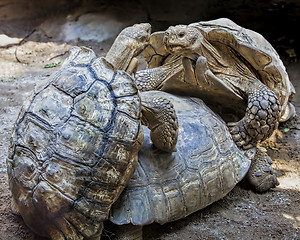 Image showing Burmese land tortoises