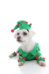 Image showing Pet Jester or Christmas Elf