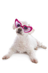 Image showing Love Sick Puppy looking through rose coloured glasses