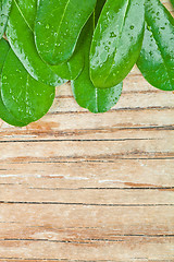 Image showing green wet leaves