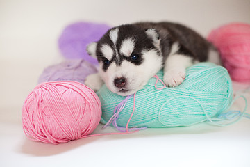 Image showing husky puppy