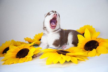 Image showing husky puppy