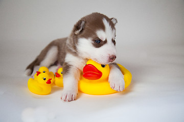 Image showing husky puppy