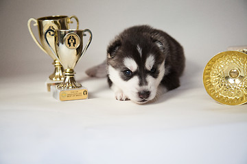 Image showing husky puppy