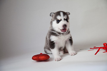 Image showing husky puppy