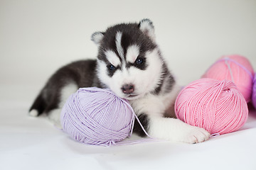 Image showing husky puppy