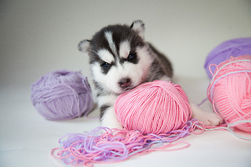 Image showing husky puppy