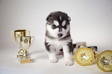 Image showing husky puppy