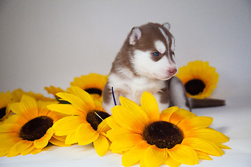 Image showing husky puppy