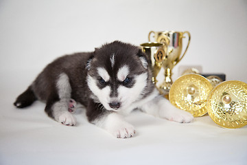 Image showing husky puppy