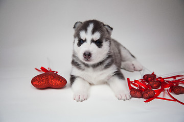 Image showing husky puppy