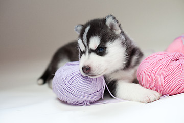 Image showing husky puppy