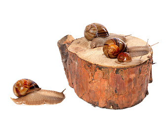 Image showing Family of snails on pine-tree stump