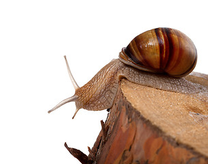 Image showing Snail crawling on pine-tree stump