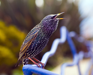 Image showing Starling