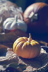 Image showing Thanksgiving Background with Pumpkins. Retro card