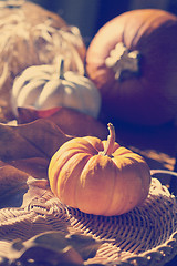 Image showing Thanksgiving Background with Pumpkins. Retro card