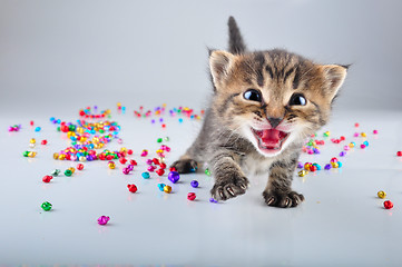 Image showing little kitten with small metal jingle bells beads