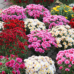 Image showing asters