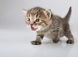 Image showing cute little 20 days old  kitten 