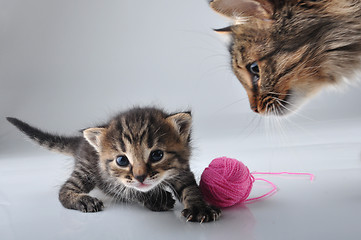 Image showing little kitten playing with a woolball