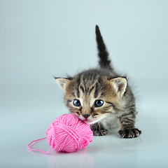 Image showing funny cute little kitten playing with a woolball