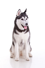 Image showing siberian husky dog