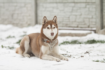 Image showing siberian husky