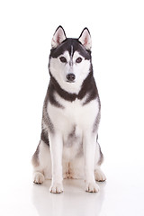 Image showing siberian husky dog