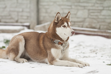 Image showing siberian husky