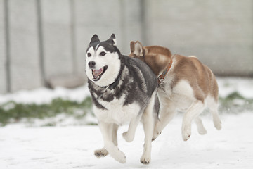 Image showing siberian husky