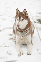 Image showing siberian husky