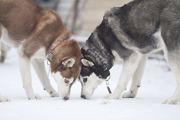 Image showing siberian husky