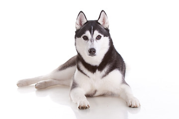 Image showing siberian husky dog