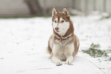 Image showing siberian husky