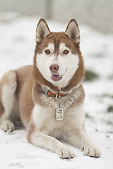 Image showing siberian husky