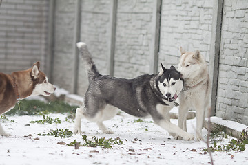 Image showing siberian husky