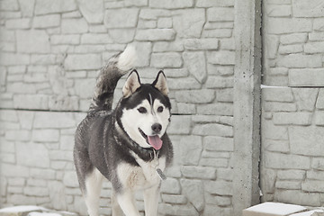 Image showing siberian husky